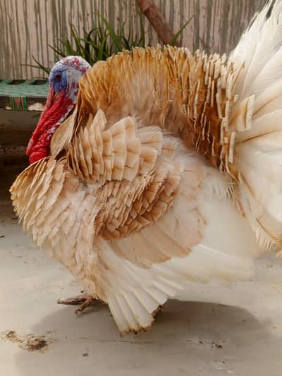 Male Turkey bird