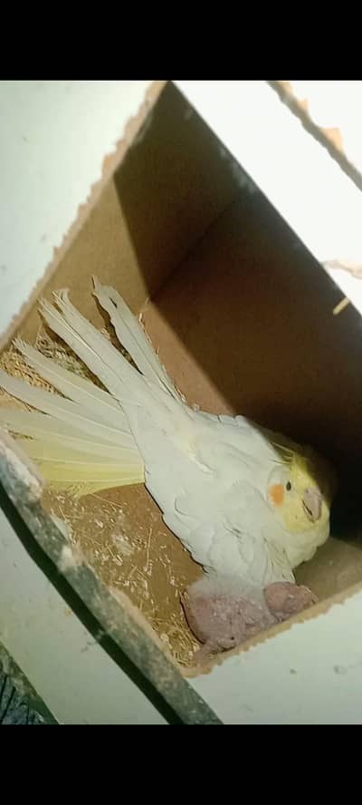 Exhibition. fellow hogoromo. red eyes Australians pair