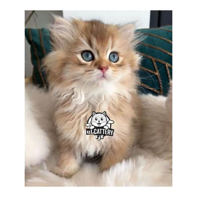 cash on delivery  available