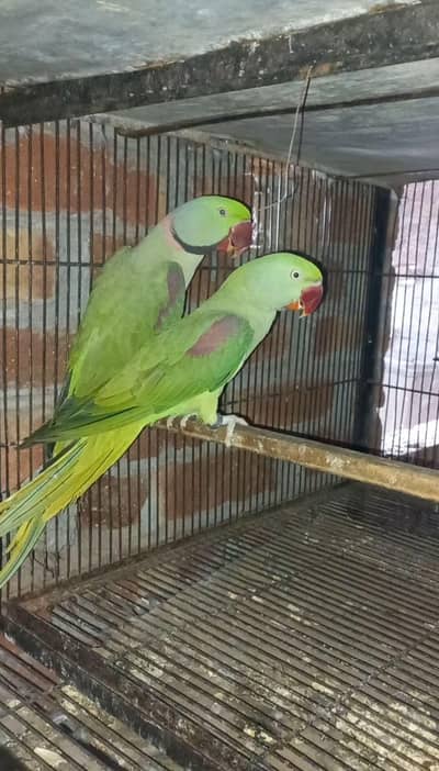 Raw parrot breeder pair Jambo size with breeding history