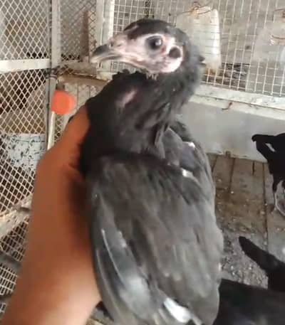 Pure Dragon or Heera Japnese chicks