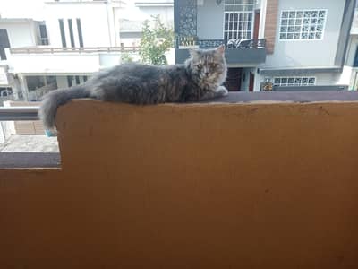 Persian Grey beautiful yellow eyed playful cat