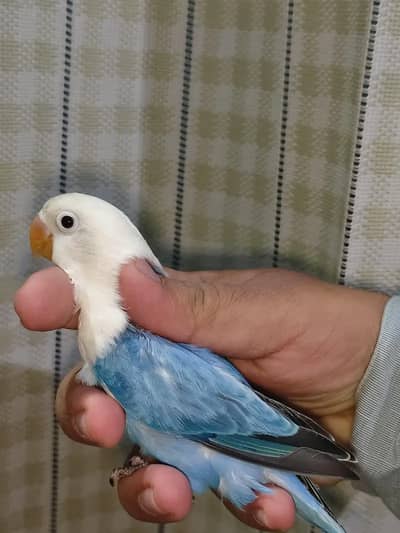 Quality Lovebirds Green Fisher AQUA Parblue Opaline Palefallow Albino