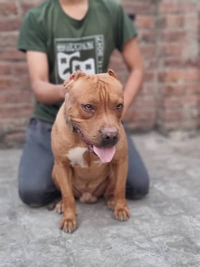 friendly hain  laken insano k lia dogs k lia nahi