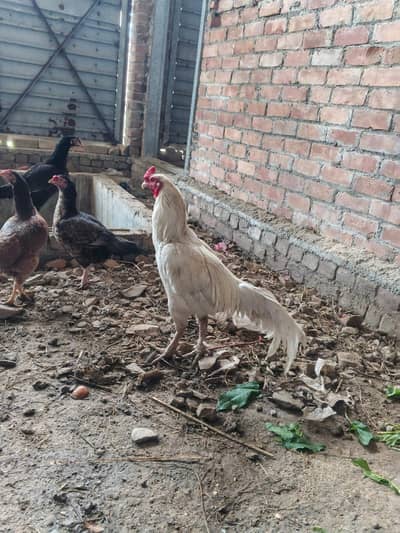 es pair ke fertile eggs for sell location Peshawar