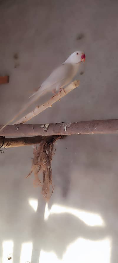 Albino with blue lacing