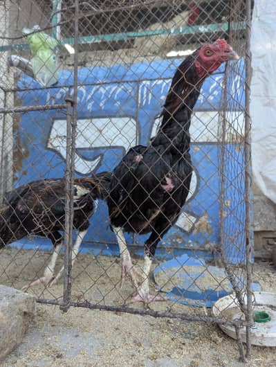 Aseel Rooster (Murgha)