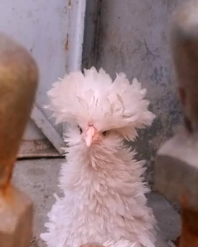 Frizzel Polish Female