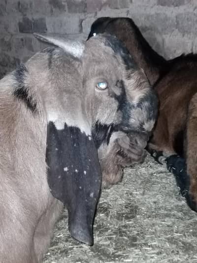 qurbani/bakra/bredar