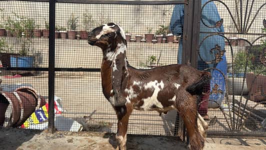 Goat | Bkra | Bkri | Betal Goat | Goat Kids | Betal Bkra / Bkri