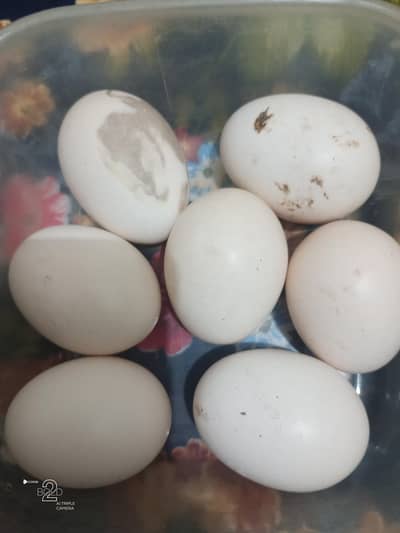 fresh eggs