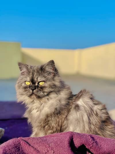 Full trained female cat 3riple cot