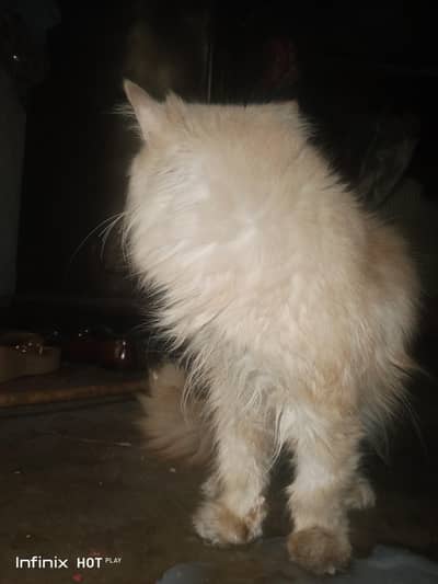 cat Persian golden color