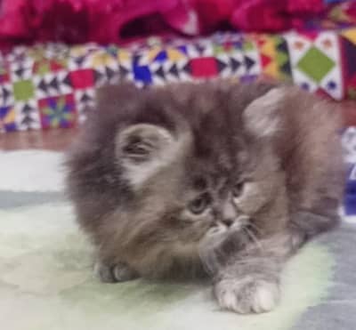 Beautiful Female Cats For Sale