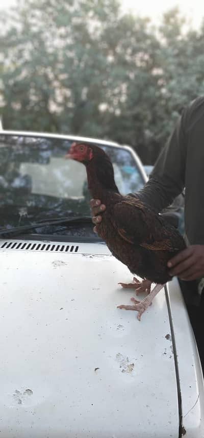 Unique 70cc Xtreme plus