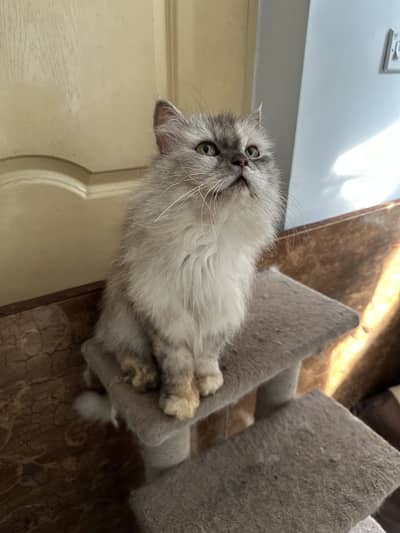Grey persian female cat