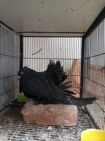 Jet Black American chicks Jumbo Size