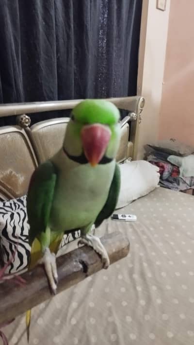 Green Conure breeder pair for sell jumbo size and Raw parrot Male
