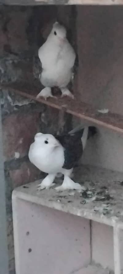 Sentient breeder pair