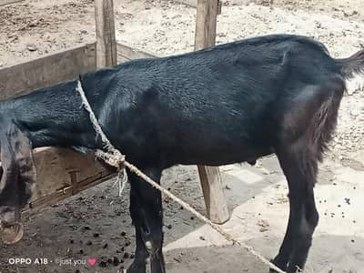 Lana wala bhi rabta kra 03482280363 wtsp pa rabta KR J's na Lana ho