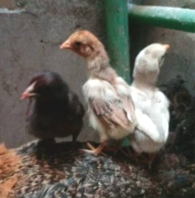 Burmi pkoye 313--44/51/75 zero