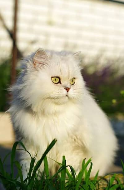 cat for sale Persian