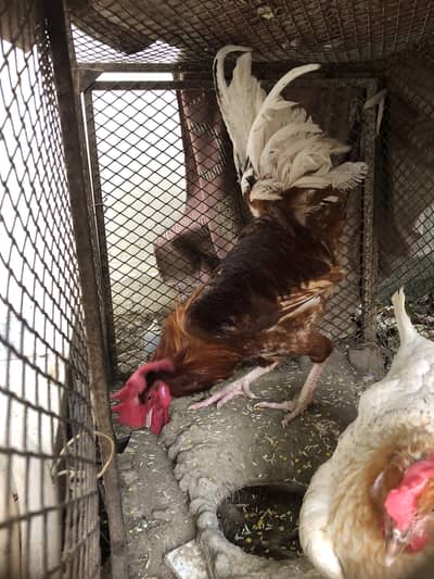 1 murgha or murghi hein