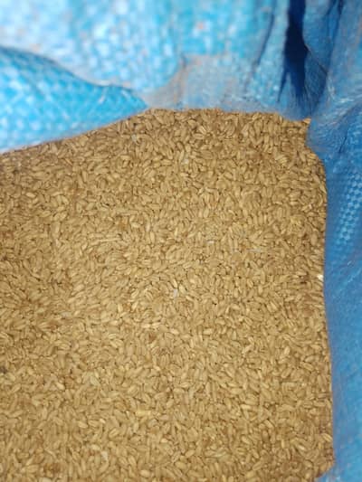 All Bird seeds available