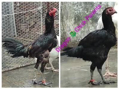 Pure Dragon or Heera Japnese chicks