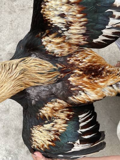 Aseel Murgha Best price in Karachi