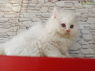 3 colours are available