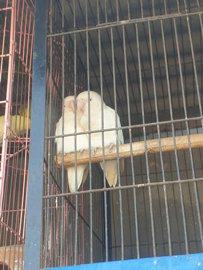 albino red eyes  pair