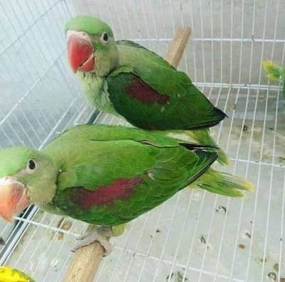 raw parrot chicks self pair