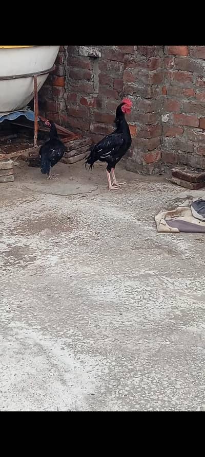 mushka bengam pair for sale