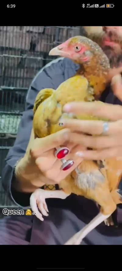 MA SHA ALLAH HIGH QUALITY CHOURAS WHITE NALI KHULI DUM AVAILABLE 