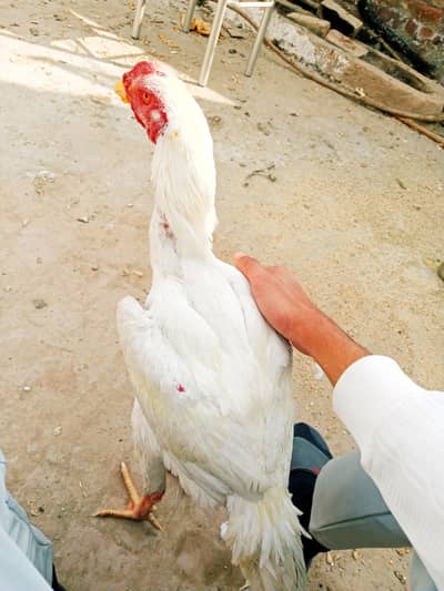 Fresh Shamo Aseel pair