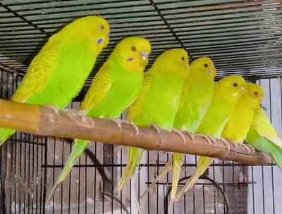 Beautiful budgie parrot