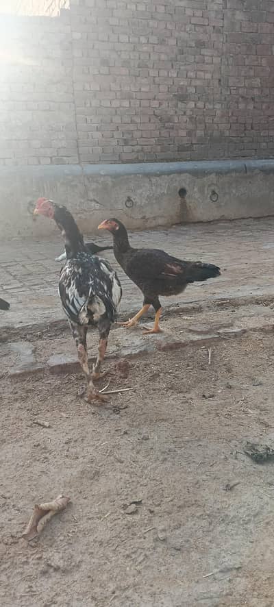 Rare Aseel Breed pair For sale in Gujrat