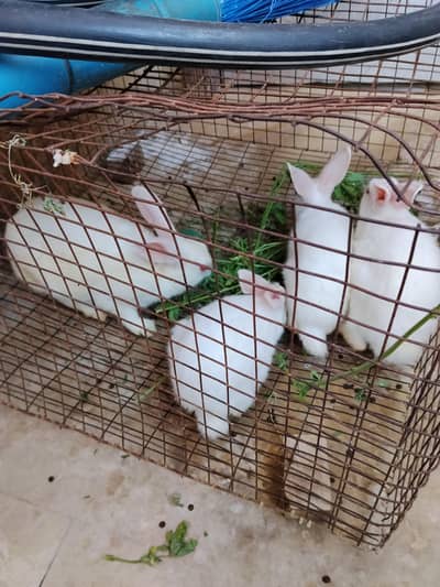 White breed with Red eyes