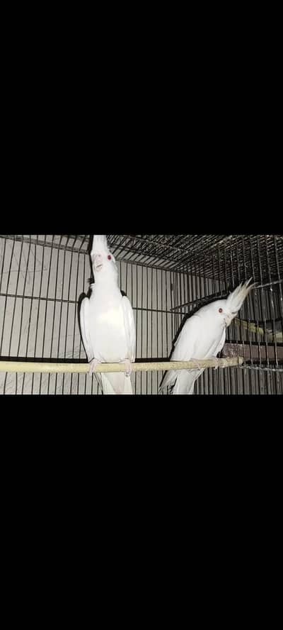 Eno Red Eye Pair