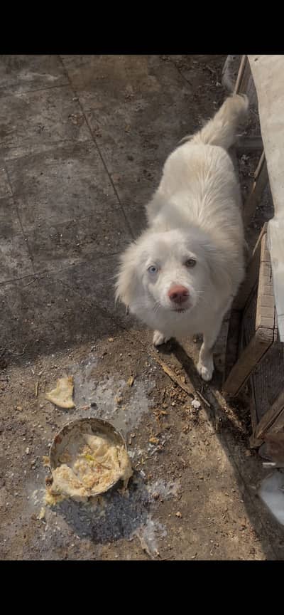 breeder russion pair