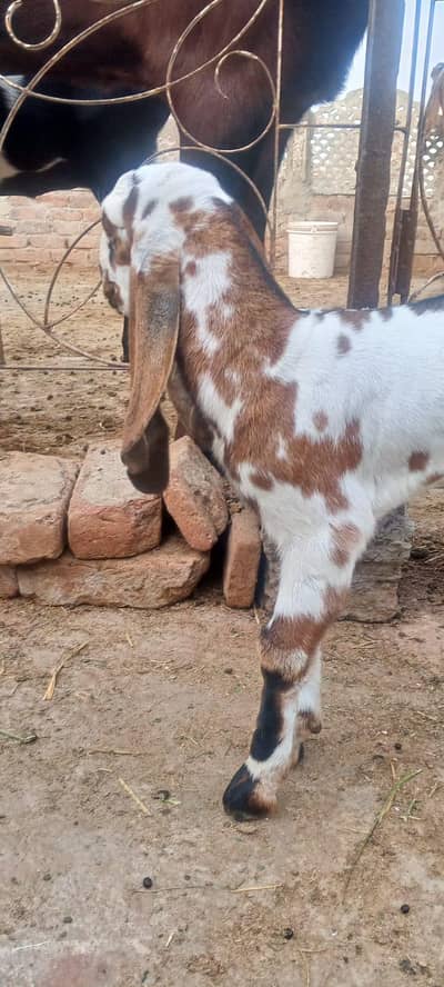 Female 15 din age hai