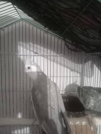 cockatiel pair for sale