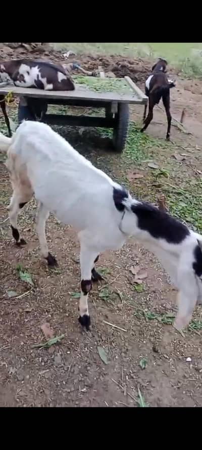 heavy weight Beautiful Bakra top quality