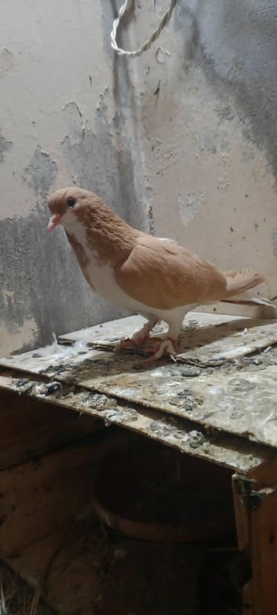 sharazi pigeon
