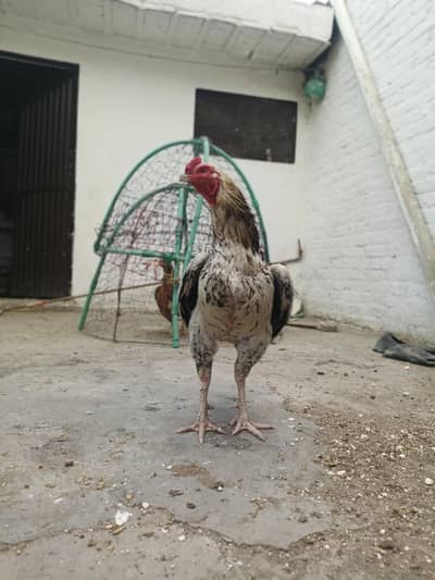 aseel murgha / rooster / breader
