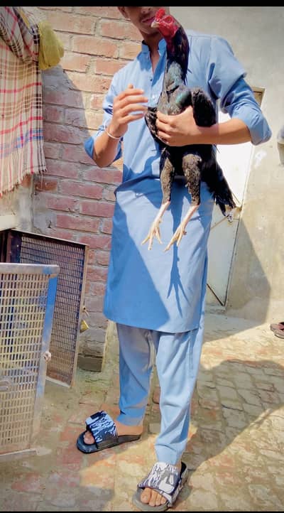 Aseel thai cross patha