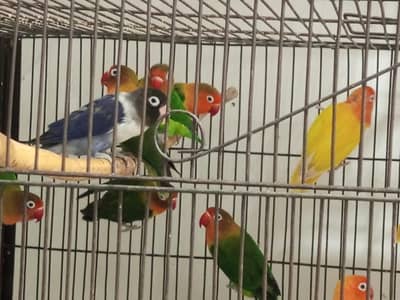 Breeder pairs for sale.