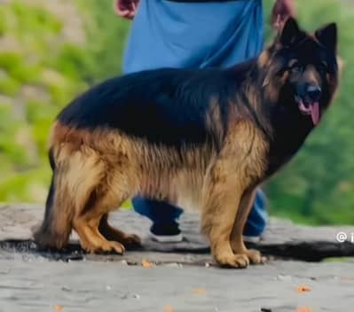 German shepherd male