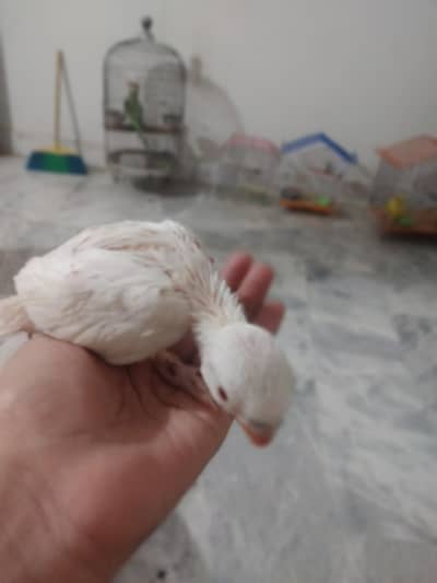 ring neck chicks for sale healthy and active